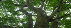 tree3